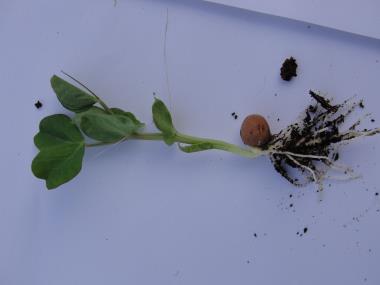Billede af plante