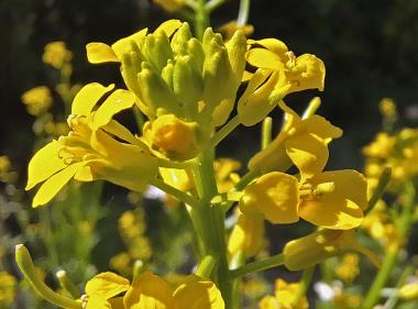 Billede af blomst