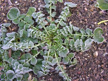 Billede af plante