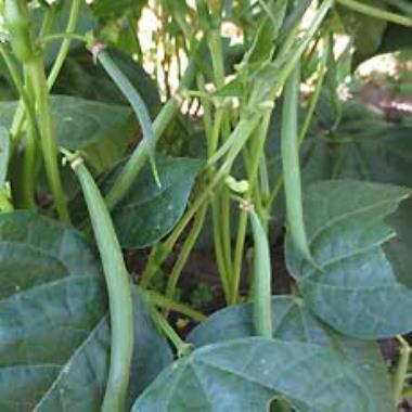 Billede af plante