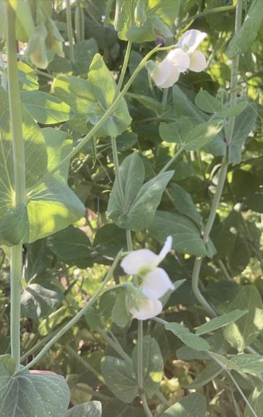 Billede af blomst