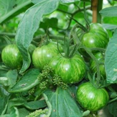 Billede af plante