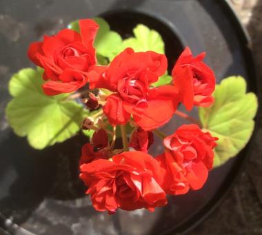 Billede af blomst