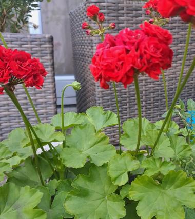 Billede af plante