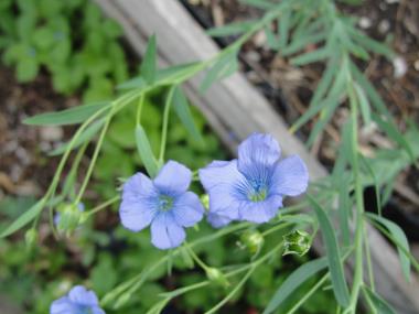 Billede af blomst