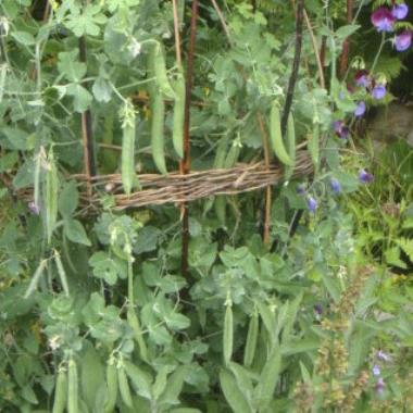 Billede af plante