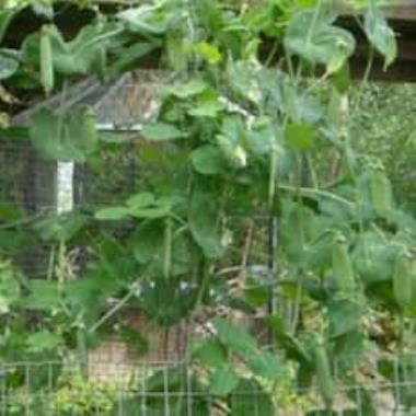 Billede af plante