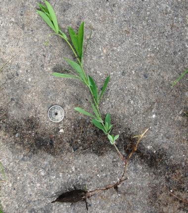 Billede af plante