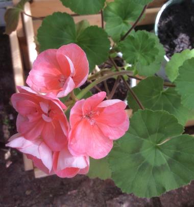 Billede af blomst