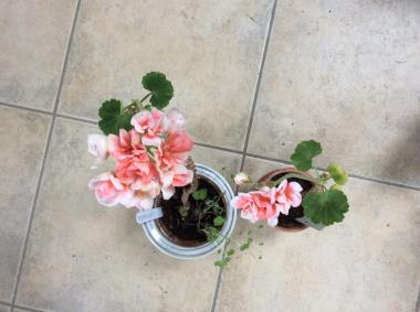 Billede af plante