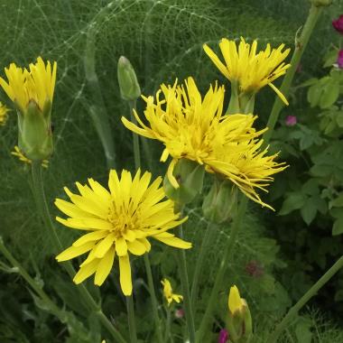 Billede af blomst