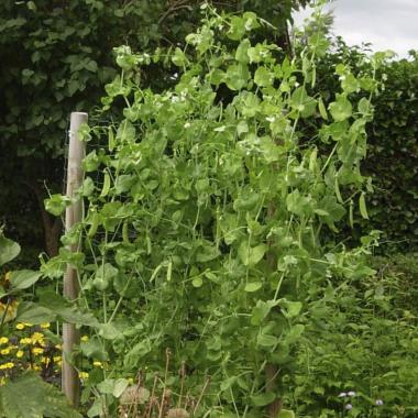 Billede af plante