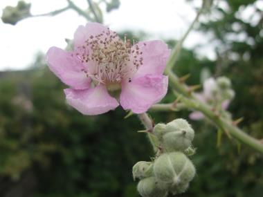 Billede af blomst