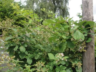 Billede af plante