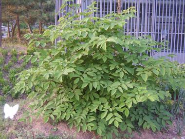 Billede af plante