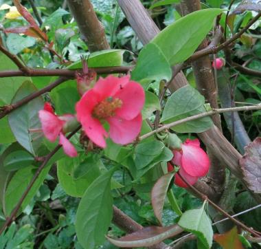 Billede af blomst