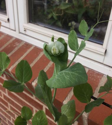 Billede af blomst