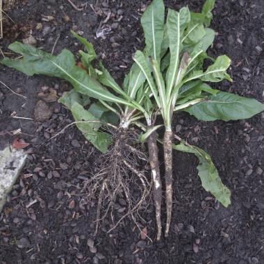 Billede af plante