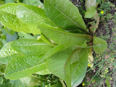 Billede af plante