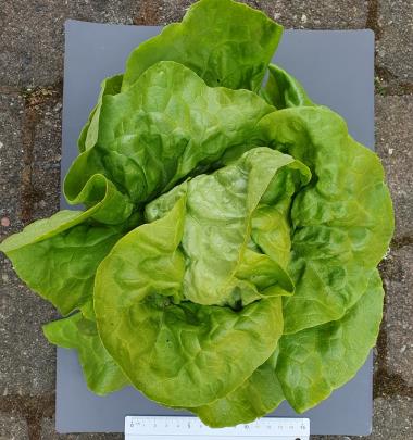 Billede af plante