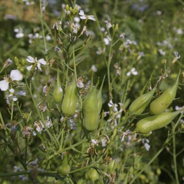 Billede af blomst