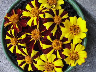 Billede af blomst