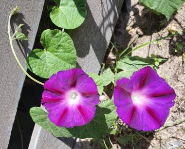 Billede af blomst
