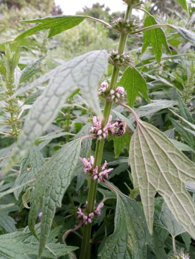 Billede af blomst