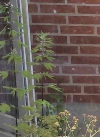 Billede af plante