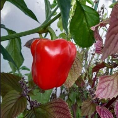 Billede af plante
