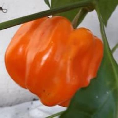 Billede af plante