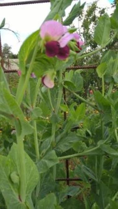 Billede af blomst