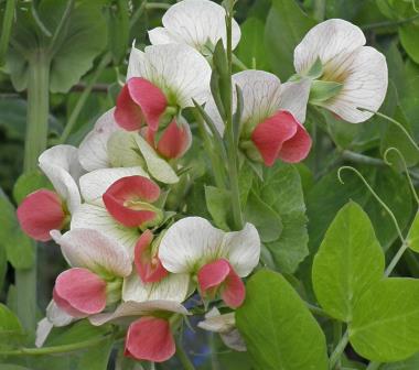 Billede af blomst