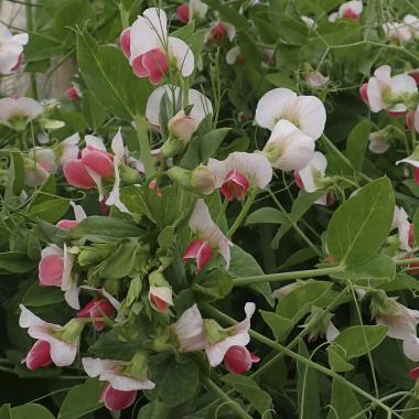 Billede af plante