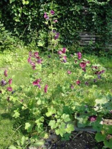 Billede af plante