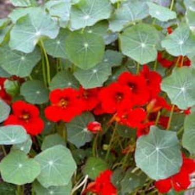 Billede af blomst