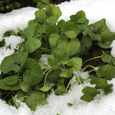 Billede af plante