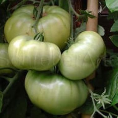 Billede af plante