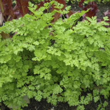Billede af plante