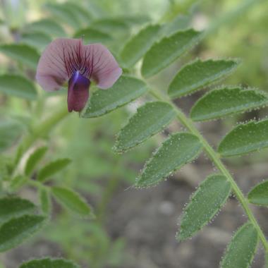 Billede af blomst