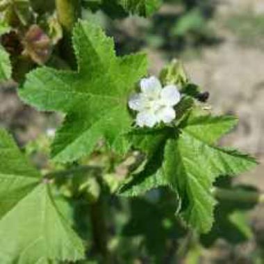 Billede af blomst