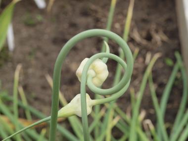 Billede af plante