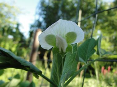 Billede af blomst