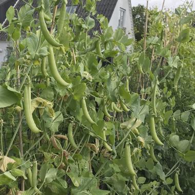 Billede af plante
