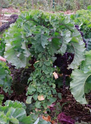 Billede af plante