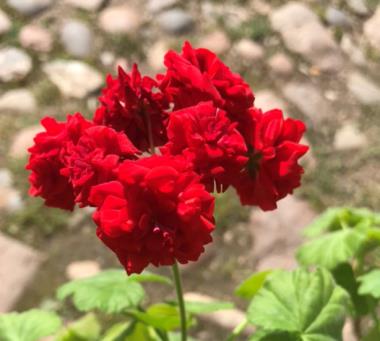 Billede af blomst