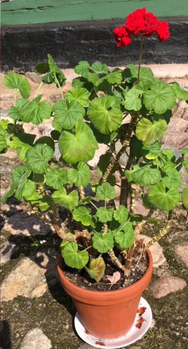 Billede af plante