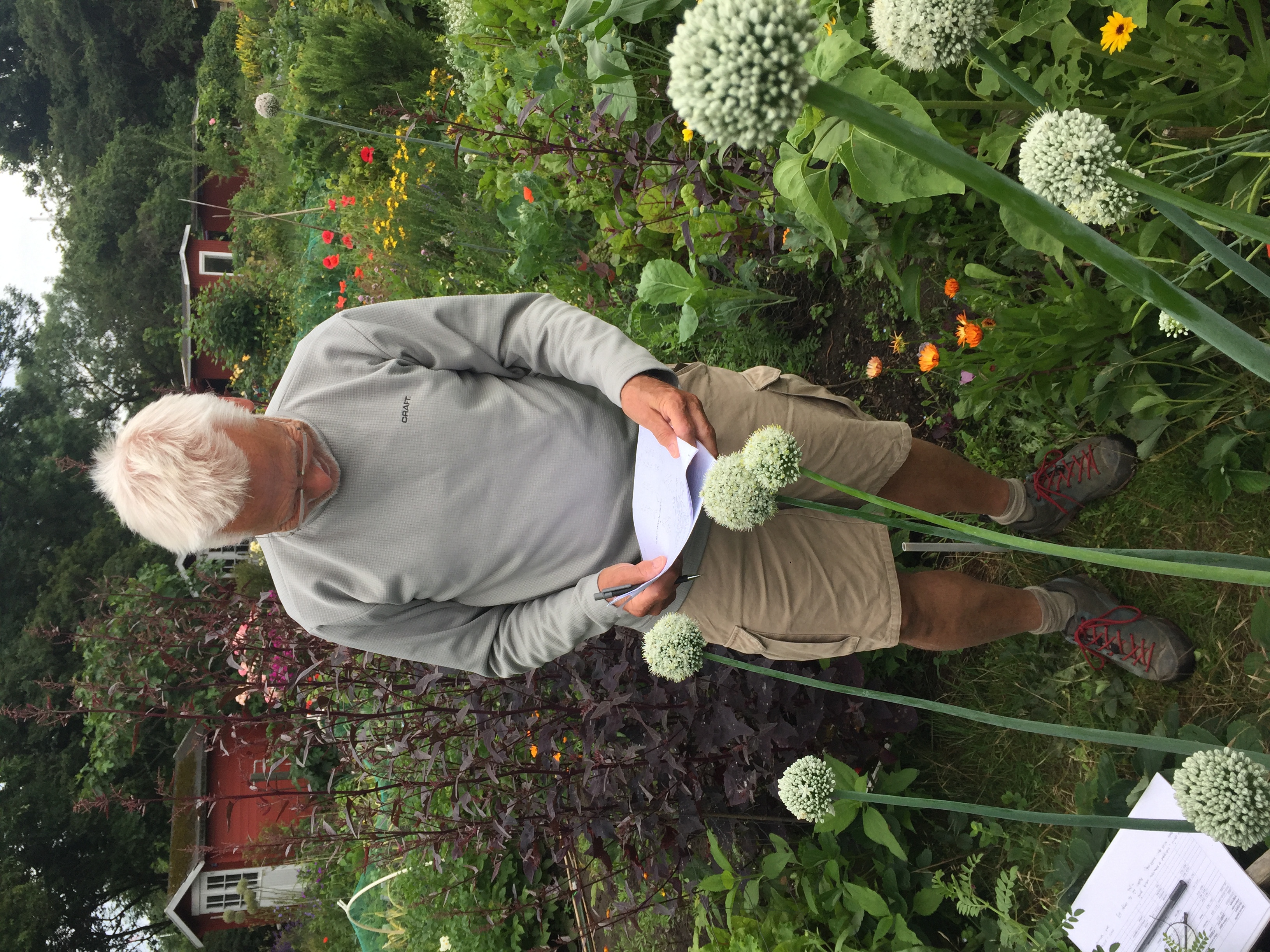 Gert Poulsen registrerer blomstrende Læsøløg i Vivi Logans have